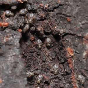 Myopsocus sp. (genus) at Downer, ACT - 11 Apr 2021