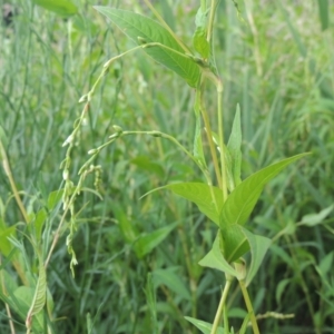 Persicaria hydropiper at Tuggeranong DC, ACT - 22 Feb 2021