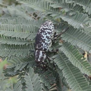 Chrysolopus spectabilis at Tuggeranong DC, ACT - 22 Feb 2021