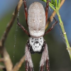 Trichonephila edulis at Downer, ACT - suppressed