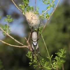 Trichonephila edulis at Downer, ACT - suppressed