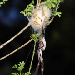 Trichonephila edulis at Downer, ACT - suppressed