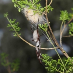 Trichonephila edulis at Downer, ACT - suppressed