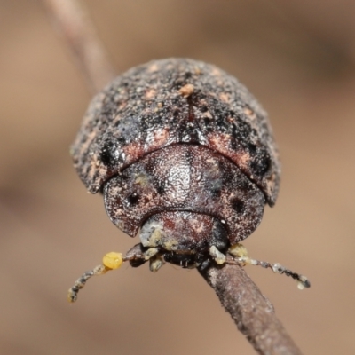 Trachymela sp. (genus) (Brown button beetle) at Downer, ACT - 9 Apr 2021 by TimL