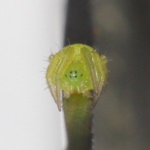 Araneidae (family) at Evatt, ACT - 3 Apr 2021