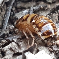 Robshelfordia simplex (Shelford's Western Cockroach) at Pomaderris Nature Reserve - 12 Apr 2021 by tpreston