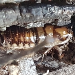 Robshelfordia simplex at Gundary, NSW - 12 Apr 2021