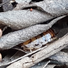 Robshelfordia simplex at Gundary, NSW - 12 Apr 2021