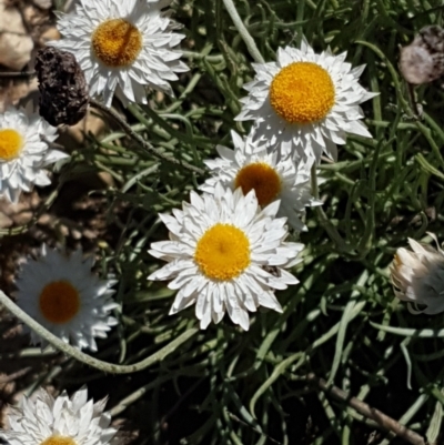 Leucochrysum albicans subsp. tricolor (Hoary Sunray) at Goulburn Mulwaree Council - 12 Apr 2021 by trevorpreston