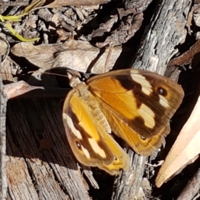 Heteronympha merope (Common Brown Butterfly) at Pomaderris Nature Reserve - 12 Apr 2021 by trevorpreston