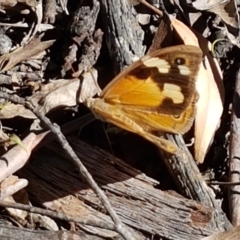 Heteronympha merope at Gundary, NSW - 12 Apr 2021 12:26 PM