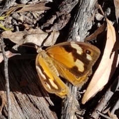 Heteronympha merope at Gundary, NSW - 12 Apr 2021 12:26 PM