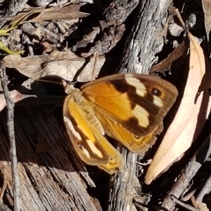 Heteronympha merope at Gundary, NSW - 12 Apr 2021 12:26 PM