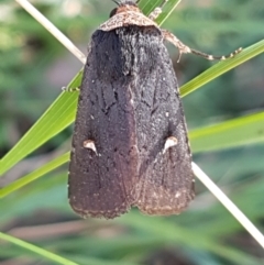 Proteuxoa testaceicollis (Tawny-coloured Noctuid) at Pomaderris Nature Reserve - 12 Apr 2021 by tpreston