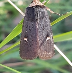 Proteuxoa testaceicollis at Gundary, NSW - 12 Apr 2021