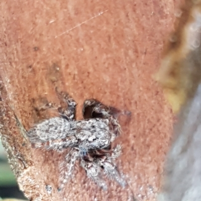 Servaea sp. (genus) (Unidentified Servaea jumping spider) at Gundary, NSW - 12 Apr 2021 by trevorpreston