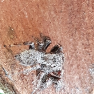 Servaea sp. (genus) at Gundary, NSW - 12 Apr 2021