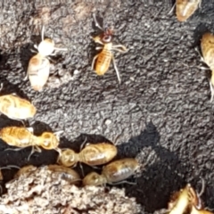 Termitoidae (informal group) (Unidentified termite) at Pomaderris Nature Reserve - 12 Apr 2021 by trevorpreston