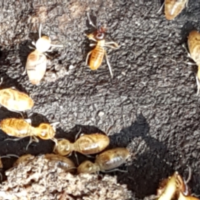 Termitoidae (informal group) (Unidentified termite) at Pomaderris Nature Reserve - 12 Apr 2021 by trevorpreston