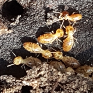 Termitoidae (informal group) at Gundary, NSW - 12 Apr 2021 12:17 PM