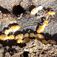 Termitoidae (informal group) at Gundary, NSW - 12 Apr 2021 12:17 PM