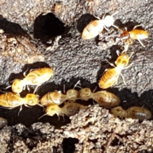 Termitoidae (informal group) at Gundary, NSW - 12 Apr 2021 12:17 PM