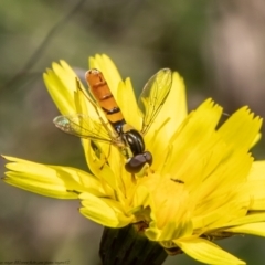 Sphaerophoria macrogaster at Forde, ACT - 12 Apr 2021