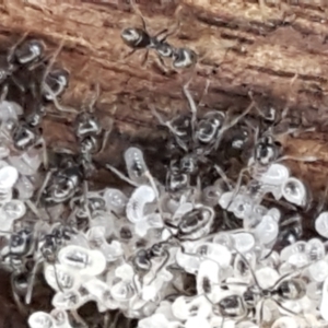 Anonychomyrma sp. (genus) at Gundary, NSW - 12 Apr 2021