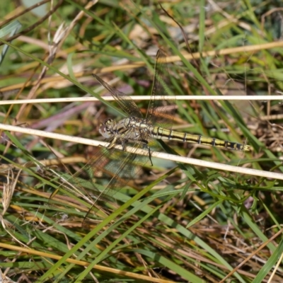 Orthetrum caledonicum (Blue Skimmer) at Forde, ACT - 12 Apr 2021 by Roger