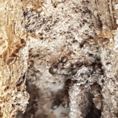 Formicidae (family) (Unidentified ant) at Pomaderris Nature Reserve - 12 Apr 2021 by trevorpreston