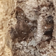 Formicidae (family) at Gundary, NSW - 12 Apr 2021