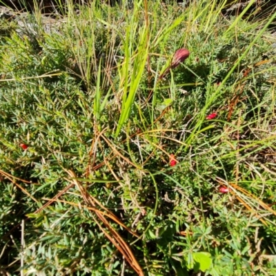 Astroloma humifusum (Cranberry Heath) at Isaacs, ACT - 12 Apr 2021 by Mike