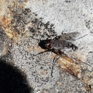 Senostoma sp. (genus) at Gundary, NSW - 12 Apr 2021