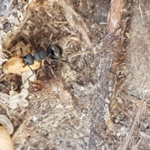 Polyrhachis sp. (genus) at Gundary, NSW - 12 Apr 2021 12:08 PM