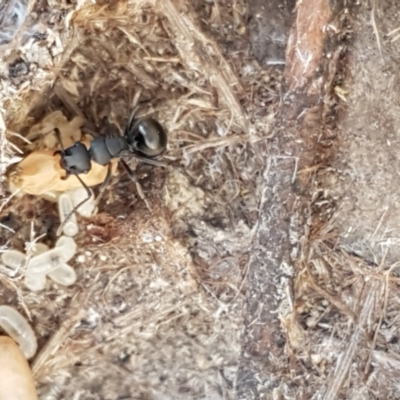 Polyrhachis sp. (genus) (A spiny ant) at Pomaderris Nature Reserve - 12 Apr 2021 by tpreston