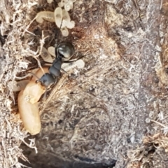 Polyrhachis sp. (genus) at Gundary, NSW - 12 Apr 2021