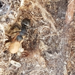 Polyrhachis sp. (genus) at Gundary, NSW - 12 Apr 2021 12:08 PM