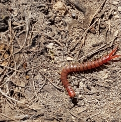 Cormocephalus aurantiipes (Orange-legged Centipede) at Pomaderris Nature Reserve - 12 Apr 2021 by tpreston