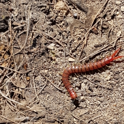 Cormocephalus aurantiipes (Orange-legged Centipede) at Pomaderris Nature Reserve - 12 Apr 2021 by tpreston