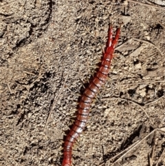 Cormocephalus aurantiipes at Gundary, NSW - 12 Apr 2021 12:07 PM