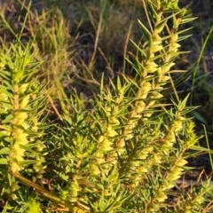 Melichrus urceolatus (Urn Heath) at Isaacs, ACT - 12 Apr 2021 by Mike