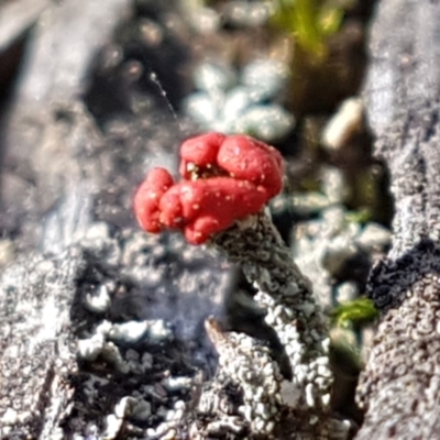 Cladonia sp. (genus) (Cup Lichen) at Gundary, NSW - 12 Apr 2021 by trevorpreston