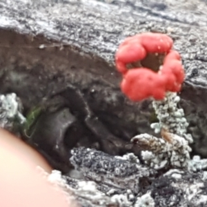 Cladonia sp. (genus) at Gundary, NSW - 12 Apr 2021