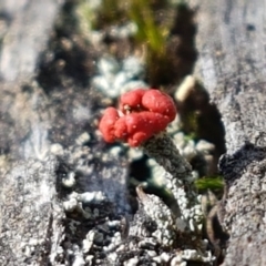 Cladonia sp. (genus) at Gundary, NSW - 12 Apr 2021