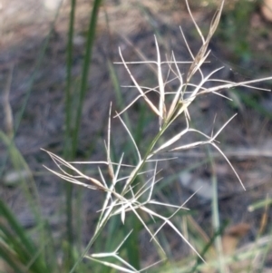 Aristida ramosa at Pomaderris Nature Reserve - 12 Apr 2021 11:51 AM