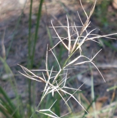 Aristida ramosa (Purple Wire Grass) at Pomaderris Nature Reserve - 12 Apr 2021 by trevorpreston