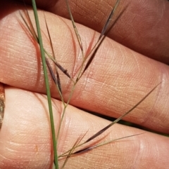 Aristida ramosa at Pomaderris Nature Reserve - 12 Apr 2021 11:51 AM