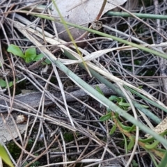 Aristida ramosa at Pomaderris Nature Reserve - 12 Apr 2021