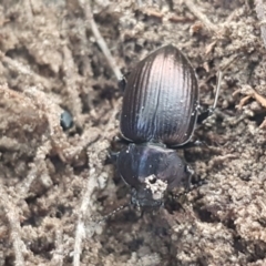 Adelium pustulosum (Darkling beetle) at Gundary, NSW - 12 Apr 2021 by trevorpreston