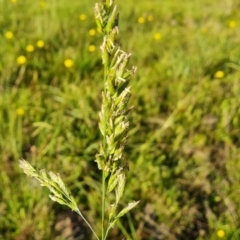 Festuca sp. (A Fescue) at Isaacs, ACT - 12 Apr 2021 by Mike